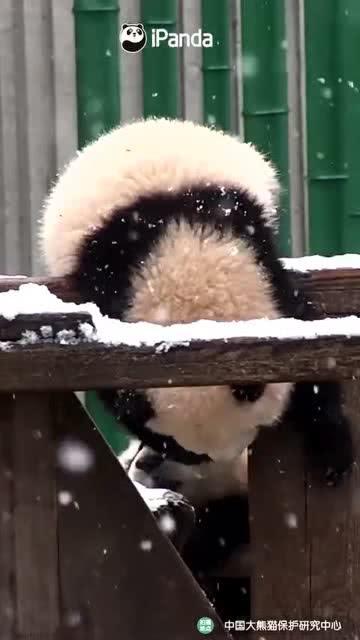 吃瓜小熊甘肃,吃瓜小熊带你探秘甘肃美食之旅