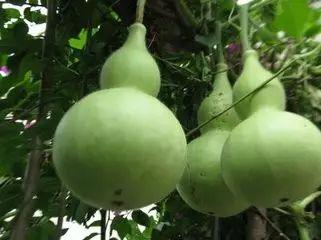 工作中吃瓜