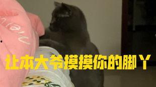 带你吃瓜小白蛇,带你领略小白蛇的奇幻瓜界之旅