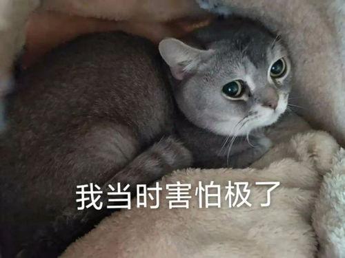 猫哥吃瓜最新,揭秘娱乐圈最新热点事件