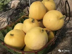 吃瓜看气质
