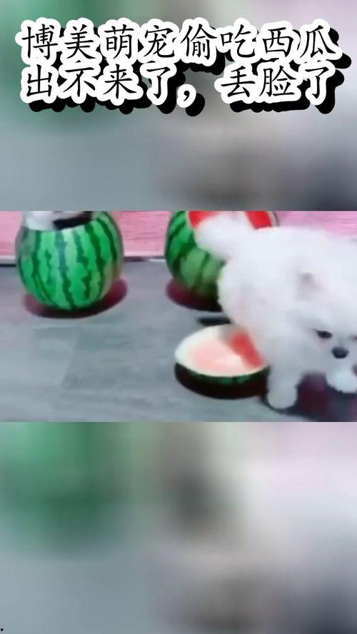 吃瓜萌宠,揭秘宠物界的欢乐时光