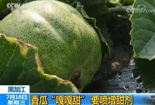 医院吃瓜情人,一场关于人生百态的温情演绎