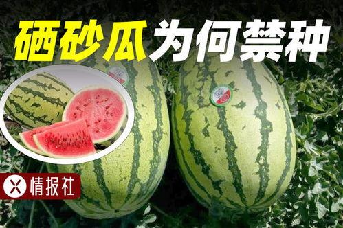 吃瓜情报处2024